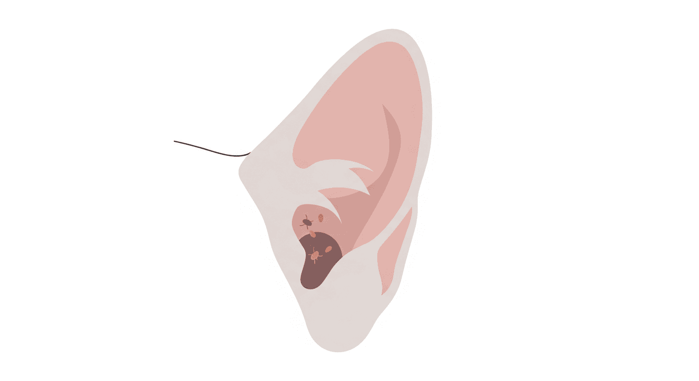 Cat Ear Mites: Symptoms, Treatment, and Prevention